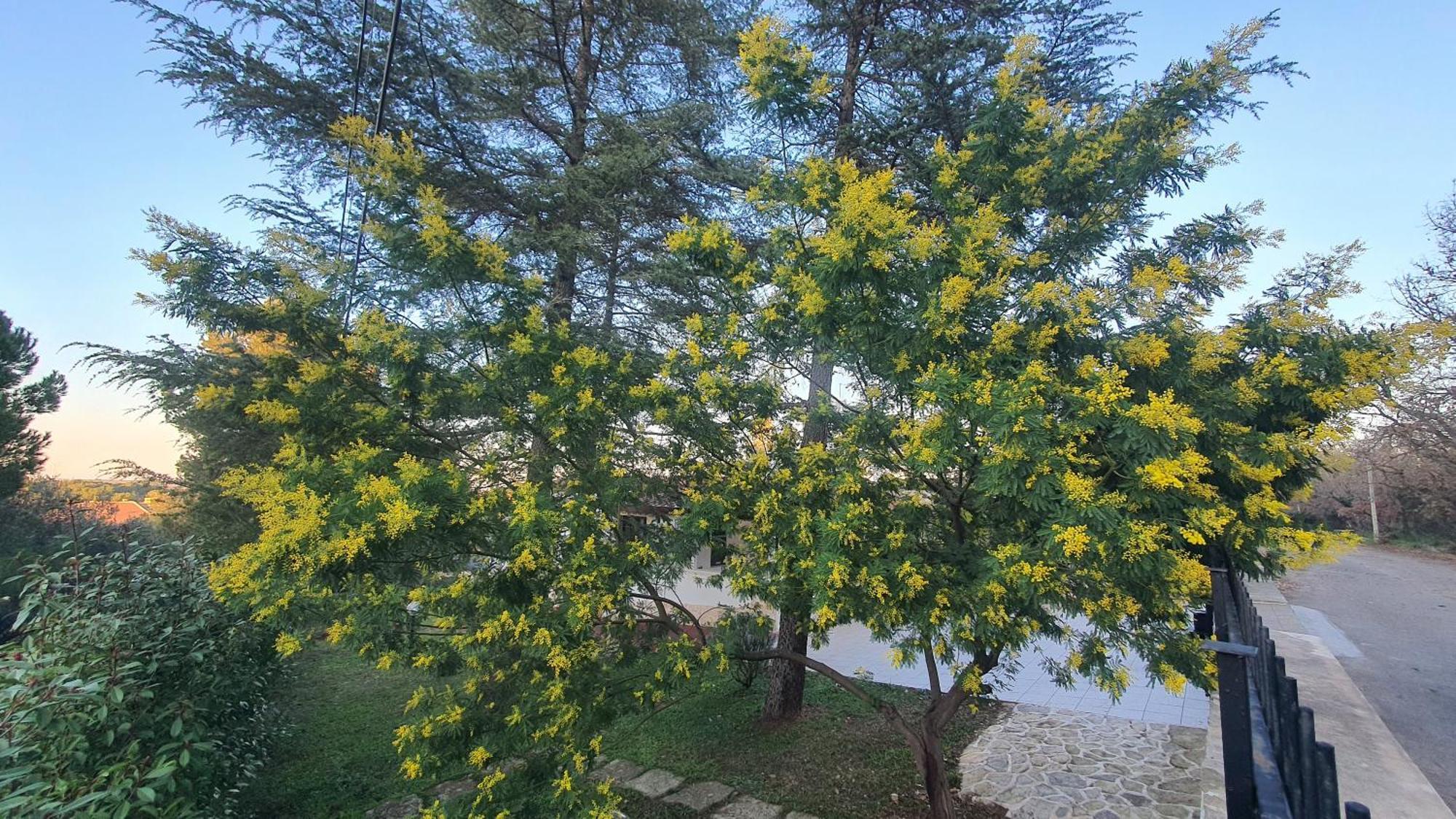 Mercadante - Luxury Holiday House Cassano delle Murge Kültér fotó